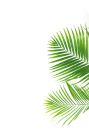 Leaf Image