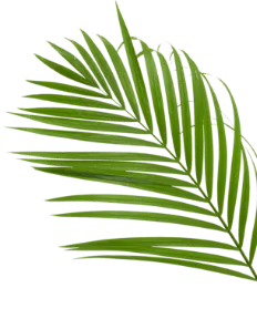 Leaf Image