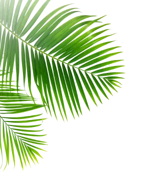 Leaf Image