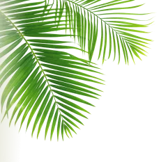 Leaf Image