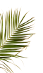 Leaf Image