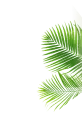 Leaf Image