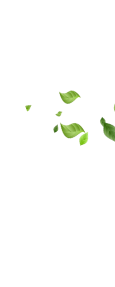 Leaf Image