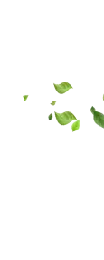 Leaf Image