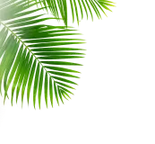 Leaf Image