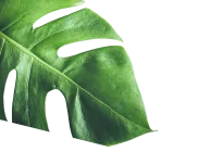 Leaf Image