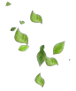 Leaf Image