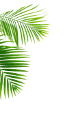 Leaf Image